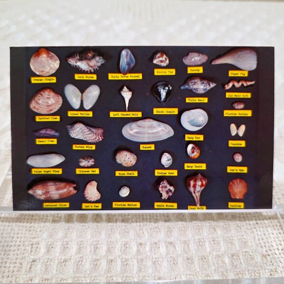Vintage Shell Chart Waters Beaches of Florida Lusterchrome Tichnor Postcard UNP - Picture 2 of 7